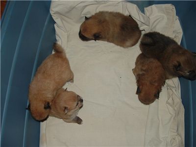 CKCPomeranianpuppies